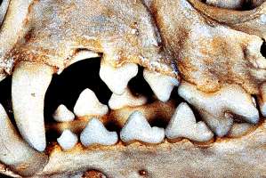 image: Monster's Pet II